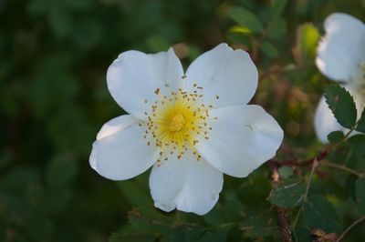 Close-up of white flowering plant