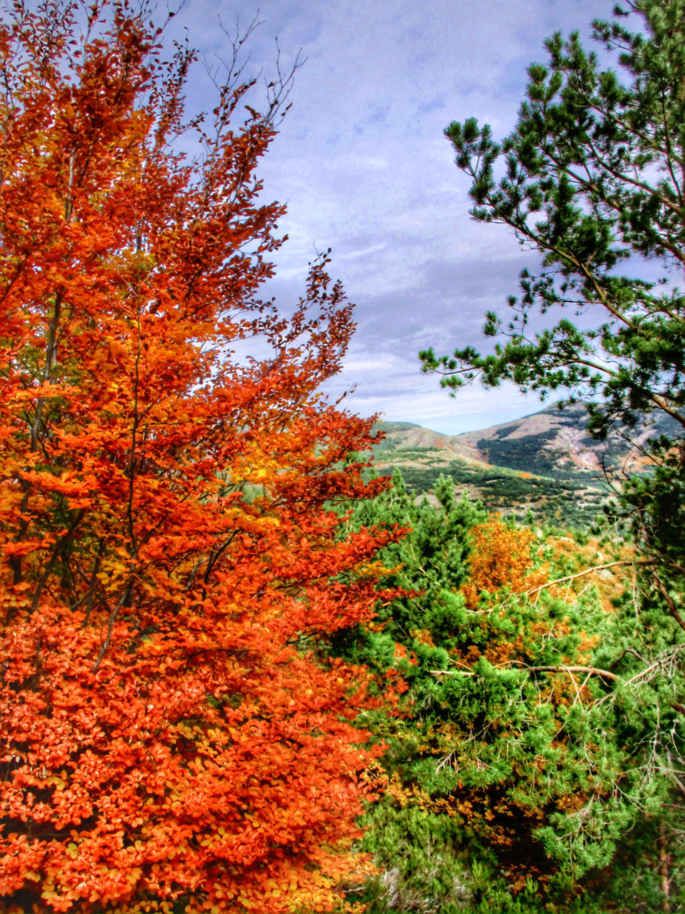 tree, autumn, change, sky, growth, beauty in nature, tranquility, nature, orange color, branch, tranquil scene, low angle view, season, scenics, cloud - sky, leaf, idyllic, red, no people, outdoors