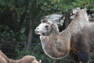 Close-up of an animal on field