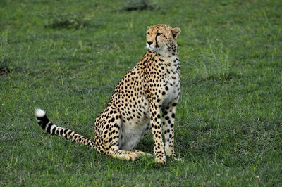 Giraffe tiger on grass