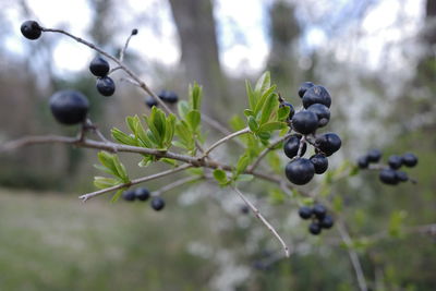 Close-up of berries growing on tree