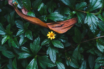 High angle view of flowering plant leaves