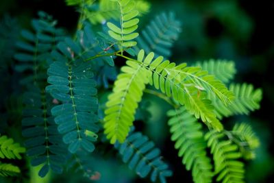 Close-up of fern leaves