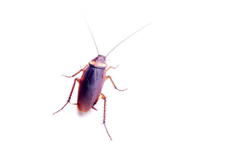 Close-up of insect on white background