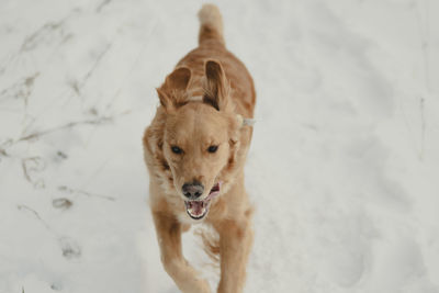 Close-up of dogs on snow covered field