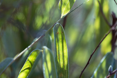 Close-up of plant against blurred background