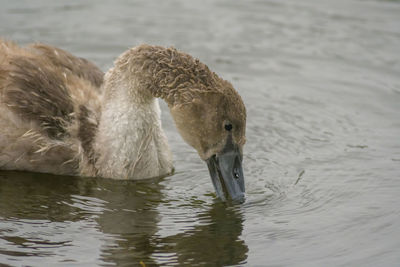 Swan swimming in lake