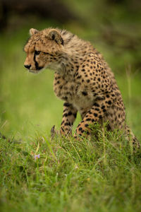 High angle view of a cat on field