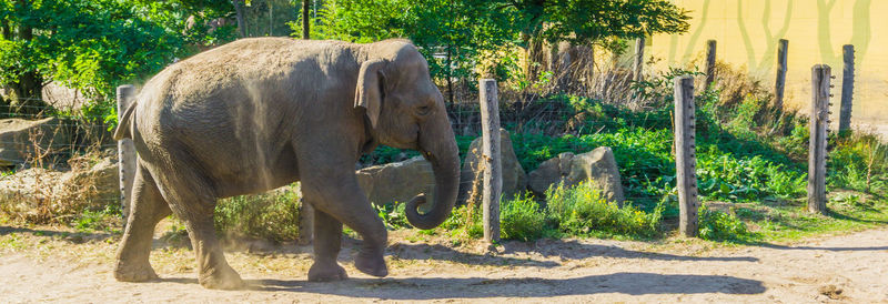 Elephant walking in a park