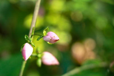 Close-up of pink flowering plant