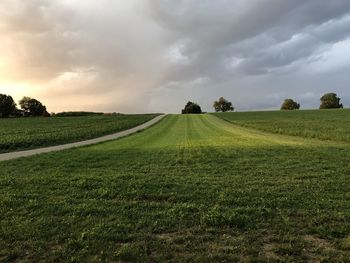 Scenic view of agricultural field against sky