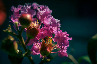 Close-up of pink flowers