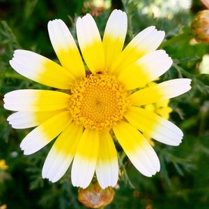 Close-up of yellow flower blooming outdoors