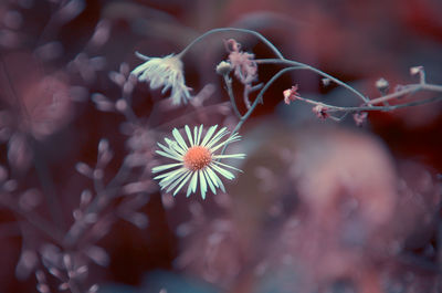 Close-up of white flowering plant