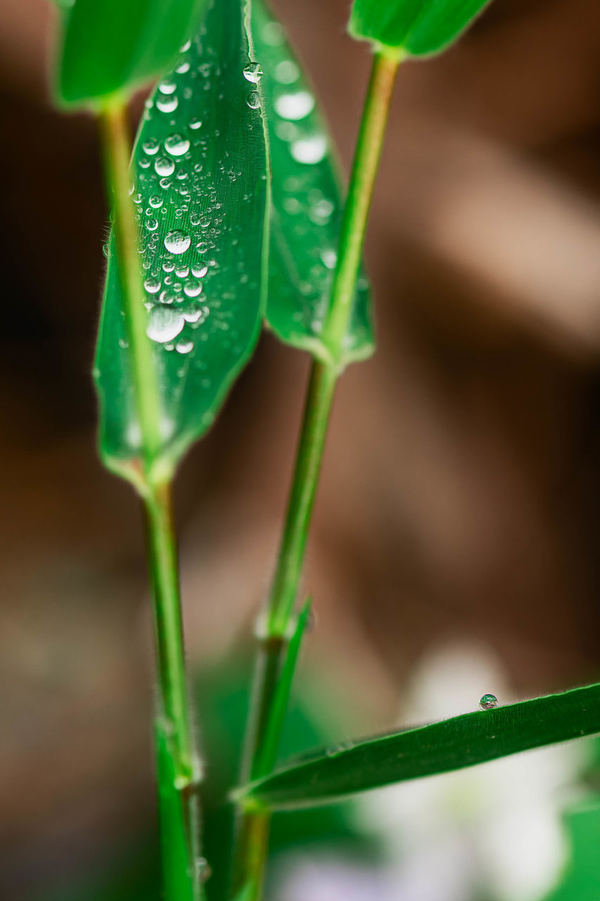 CLOSE-UP OF WET LEAF