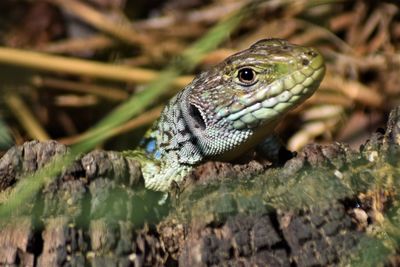 Close-up of lizard on tree