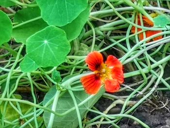 High angle view of red flowering plant