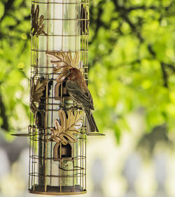 Low angle view of bird perching on a feeder