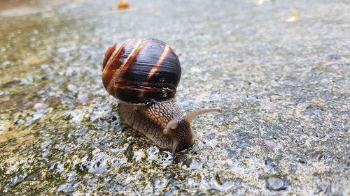 Close-up of snail