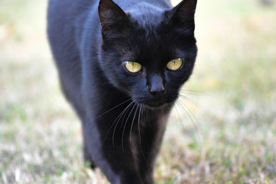 Close-up portrait of black cat