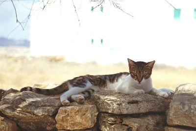 Portrait of a cat on rock