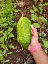 Close-up of hand holding fruit