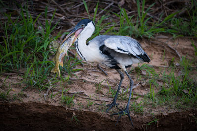 Cocoi heron holding fish