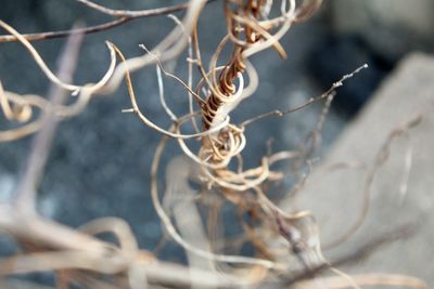 Close-up of dried plant