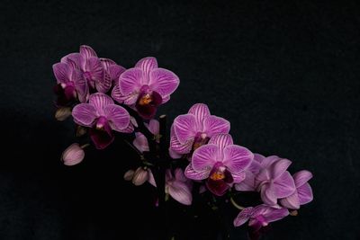 Close-up of pink flowering plant against black background