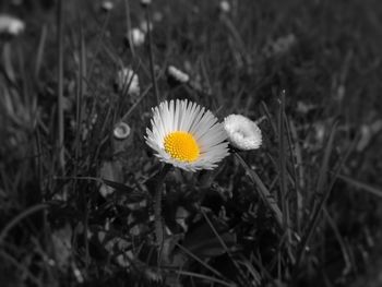 Close-up of white daisy blooming in field