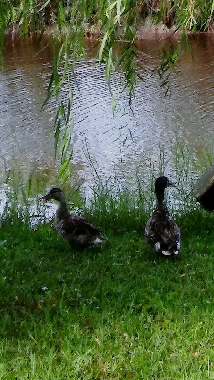 TWO DUCKS SWIMMING ON LAKE