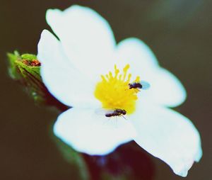 Close-up of bee pollinating on white flower