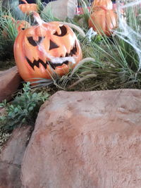 High angle view of pumpkin pumpkins on grass