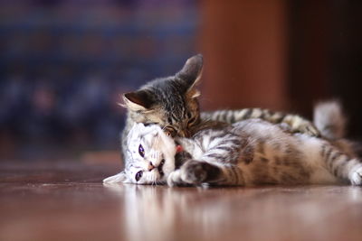Close-up of a cat sleeping on floor