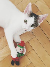 Portrait of cat sitting on hardwood floor