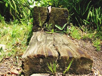 Tree stump in forest