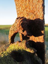 Close-up of lizard on rock against sky