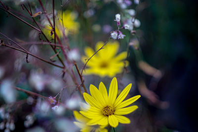 Close-up of yellow flowering plant on field