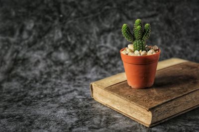 Close-up of potted plant on table