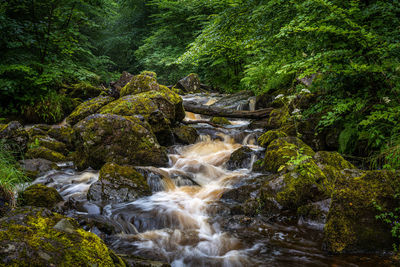 Scenic view of waterfall in forest