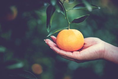 Cropped hand holding orange