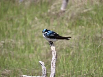 Close-up of bird perching on a field