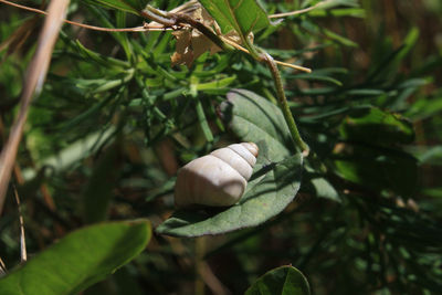 Close-up of fresh green plant