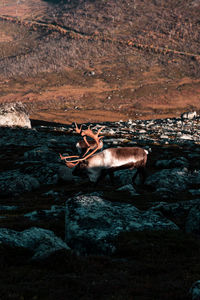 View of deer on rock