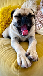 Close-up of dog lying on bed at home