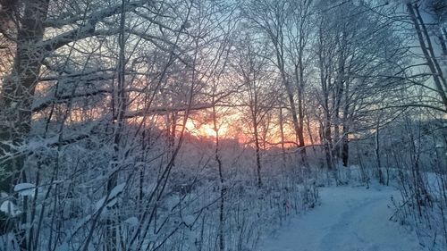 Bare trees on snow covered landscape