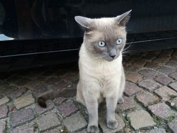 Portrait of cat standing outdoors