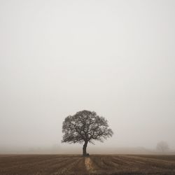 Trees on field