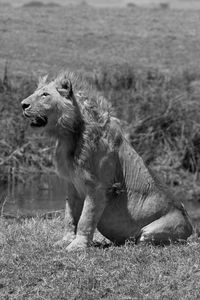 Side view of a lion on field