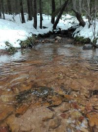 Scenic view of lake in forest during winter